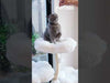 120cm Purrista Mushroom Ice Cream Cat Tree - Grey_01